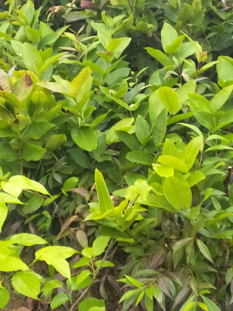 莲雾种苗