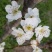梨树4~6cm1.5~2米