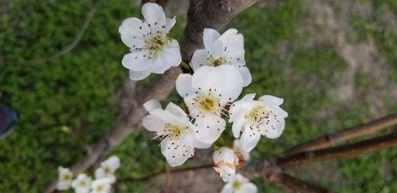 梨树4~6cm1.5~2米