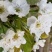 梨树4~6cm1.5~2米