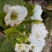 梨树4~6cm1.5~2米
