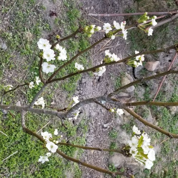 梨树4~6cm1.5~2米