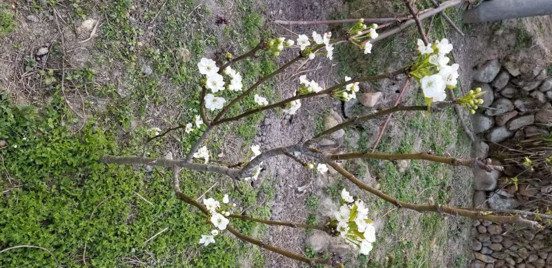梨树4~6cm1.5~2米