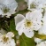 梨树4~6cm1.5~2米