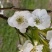 梨树4~6cm1.5~2米