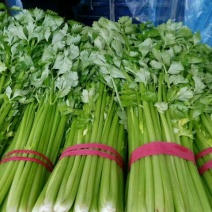 芹菜暖棚杆亮60cm以上量大质优产地直发
