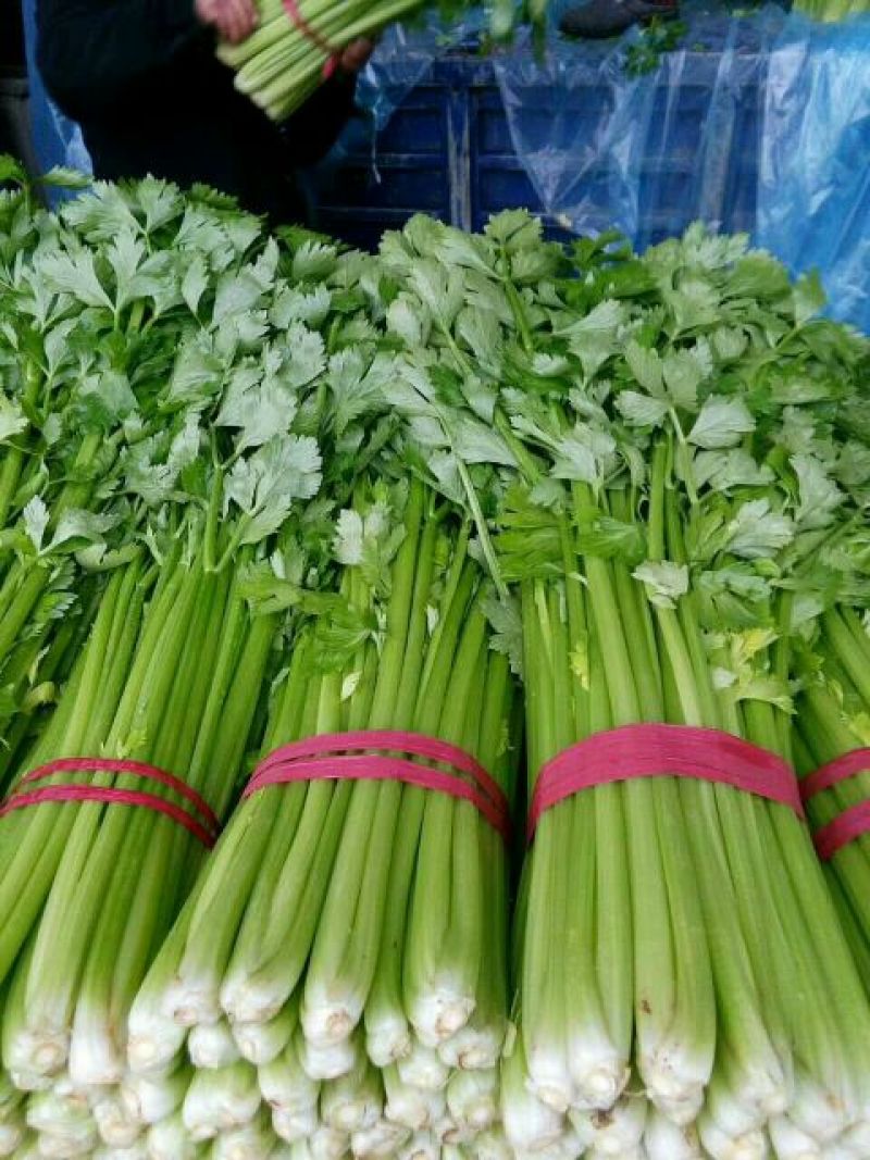 芹菜暖棚杆亮60cm以上量大质优产地直发