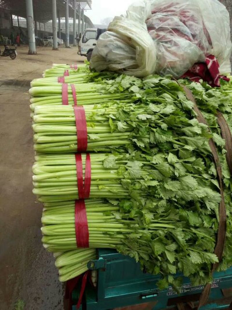 芹菜暖棚杆亮60cm以上量大质优产地直发