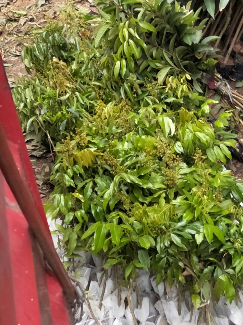 荔枝苗50~80cm