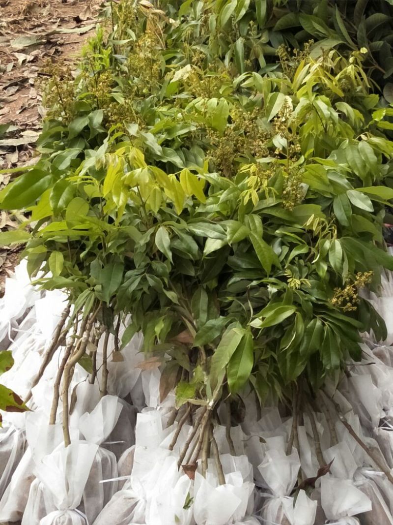 荔枝苗50~80cm