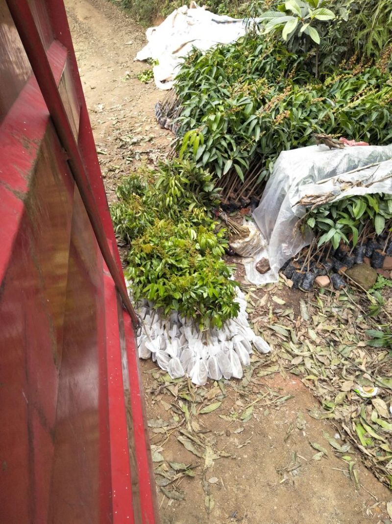 荔枝苗50~80cm