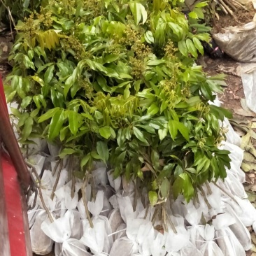 荔枝苗50~80cm