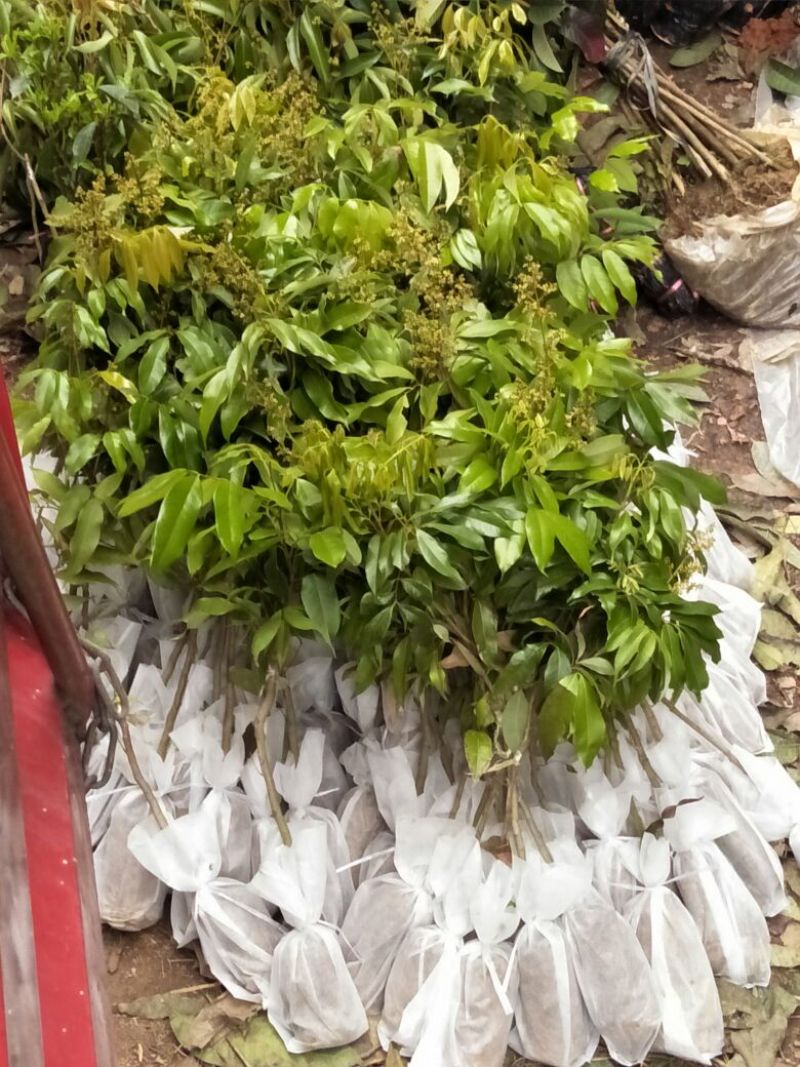 荔枝苗50~80cm