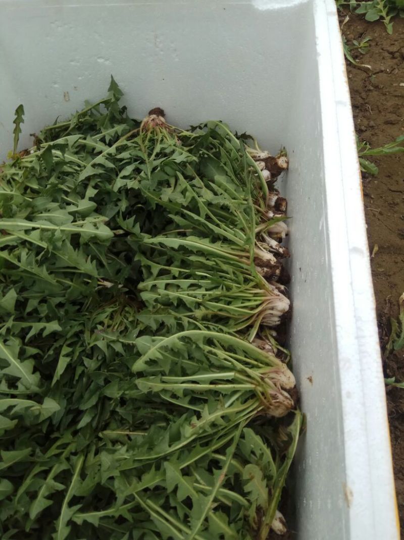 大量新鲜蒲公英10cm以上，，，，，，，，