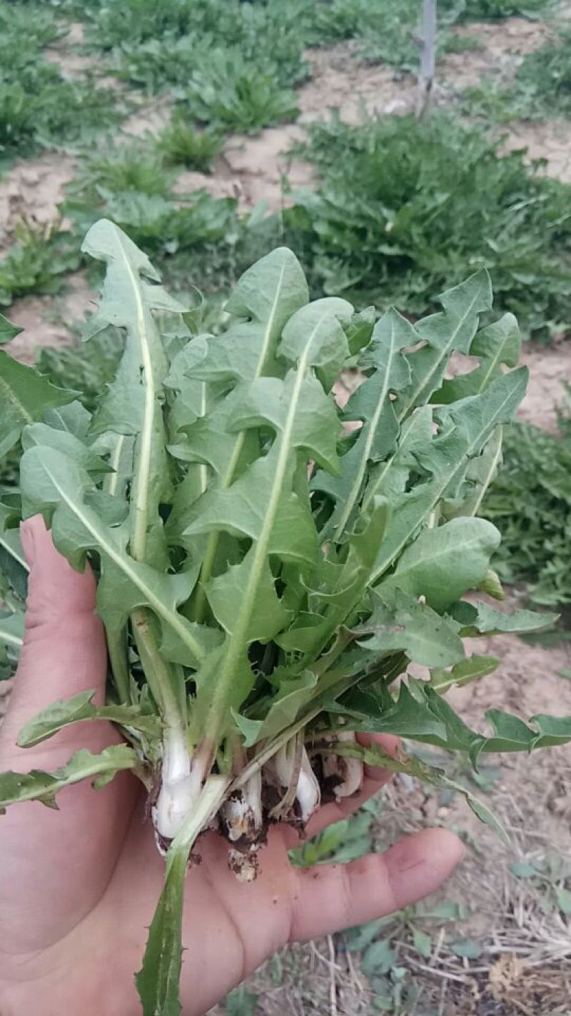 大量新鲜蒲公英10cm以上，，，，，，，，