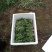 大量新鲜蒲公英10cm以上，，，，，，，，