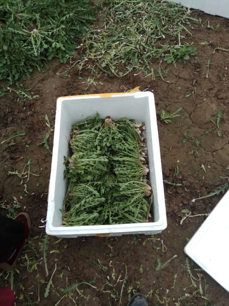 大量新鲜蒲公英10cm以上，，，，，，，，