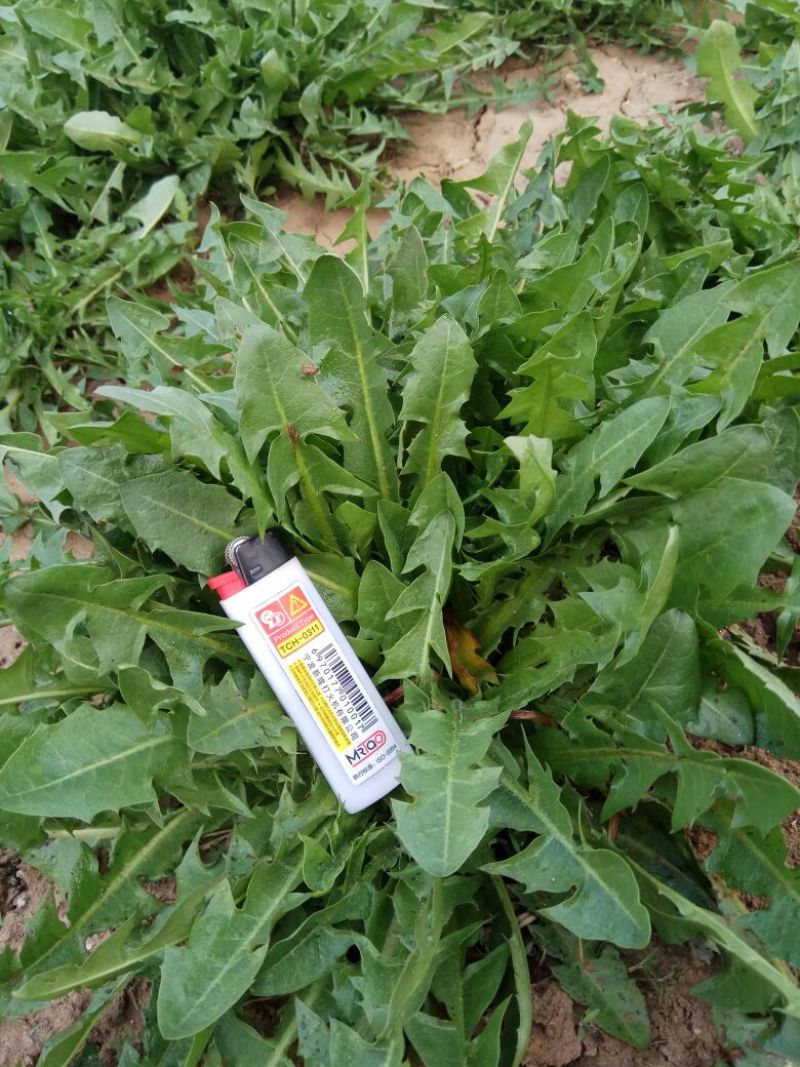 大量新鲜蒲公英10cm以上，，，，，，，，