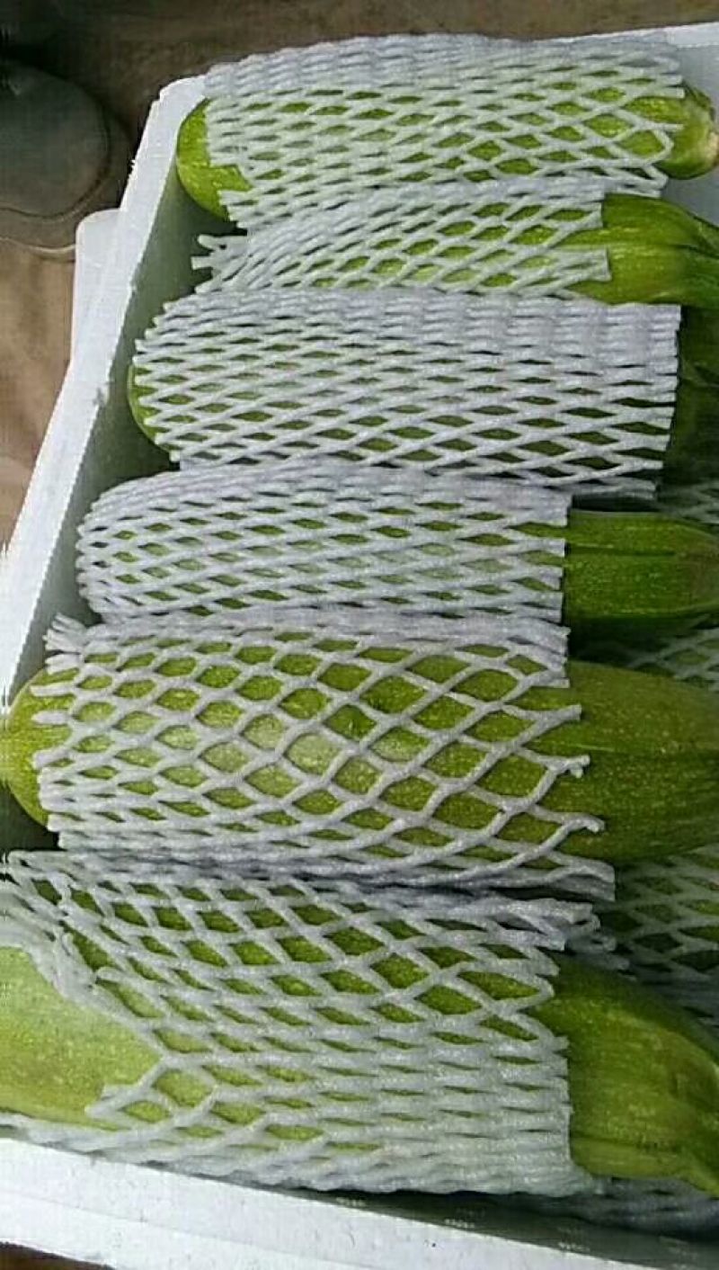 山东聊城，油绿西葫，珍玉35西葫芦0.6斤以上。