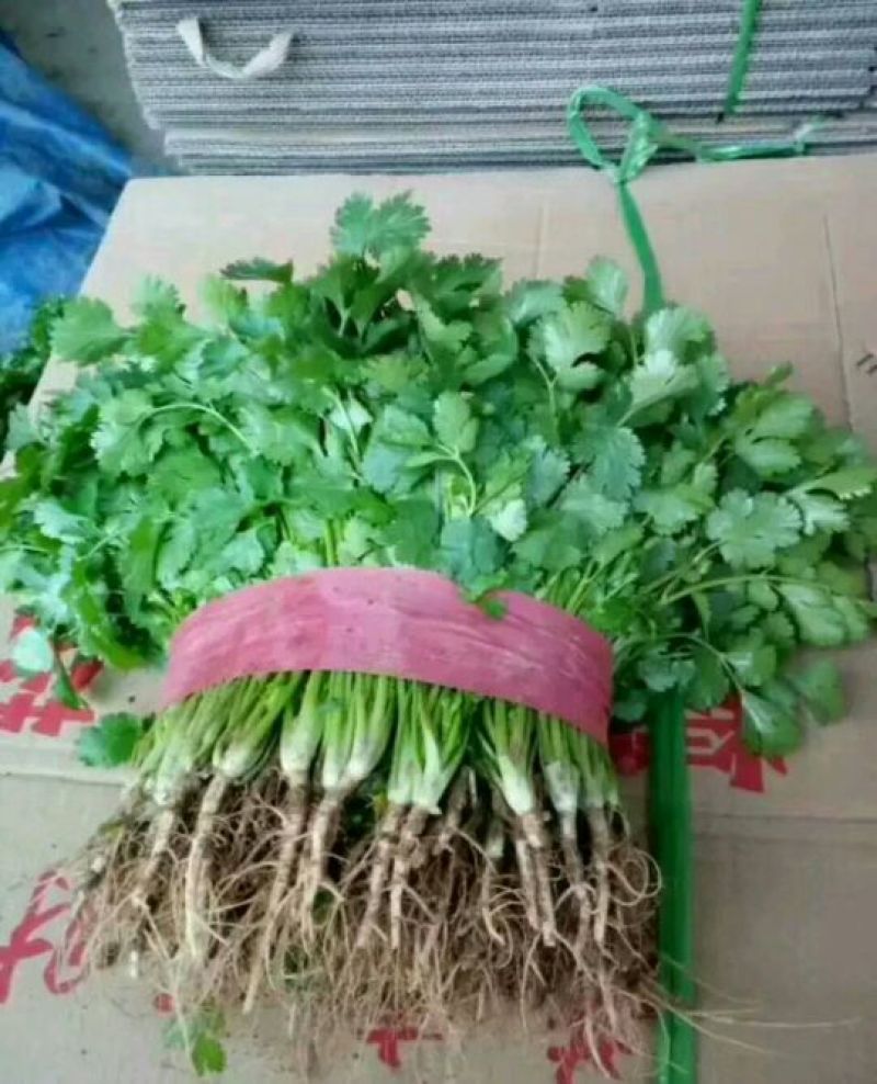 大叶香菜20~25厘米以上，一年四季蔬菜