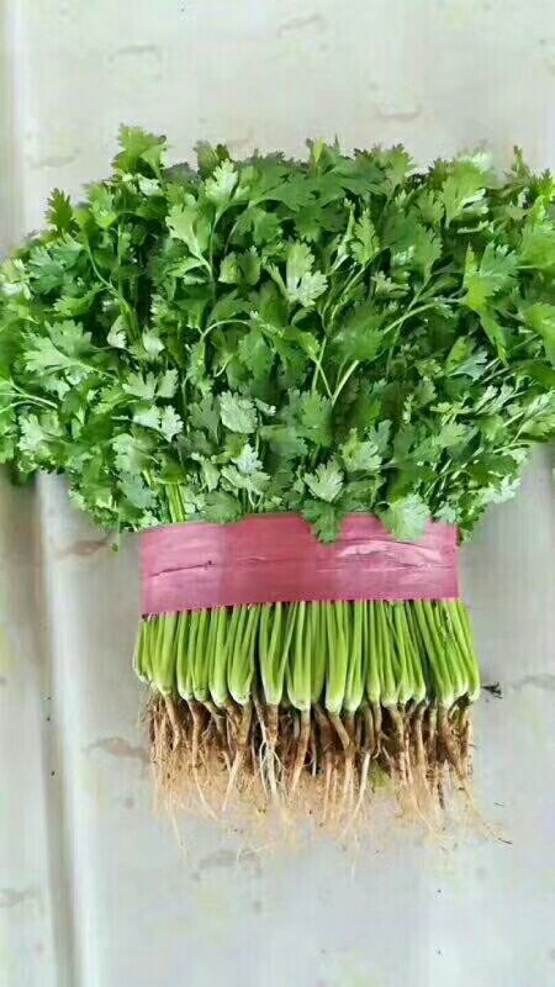 大叶香菜20~25厘米以上，一年四季蔬菜