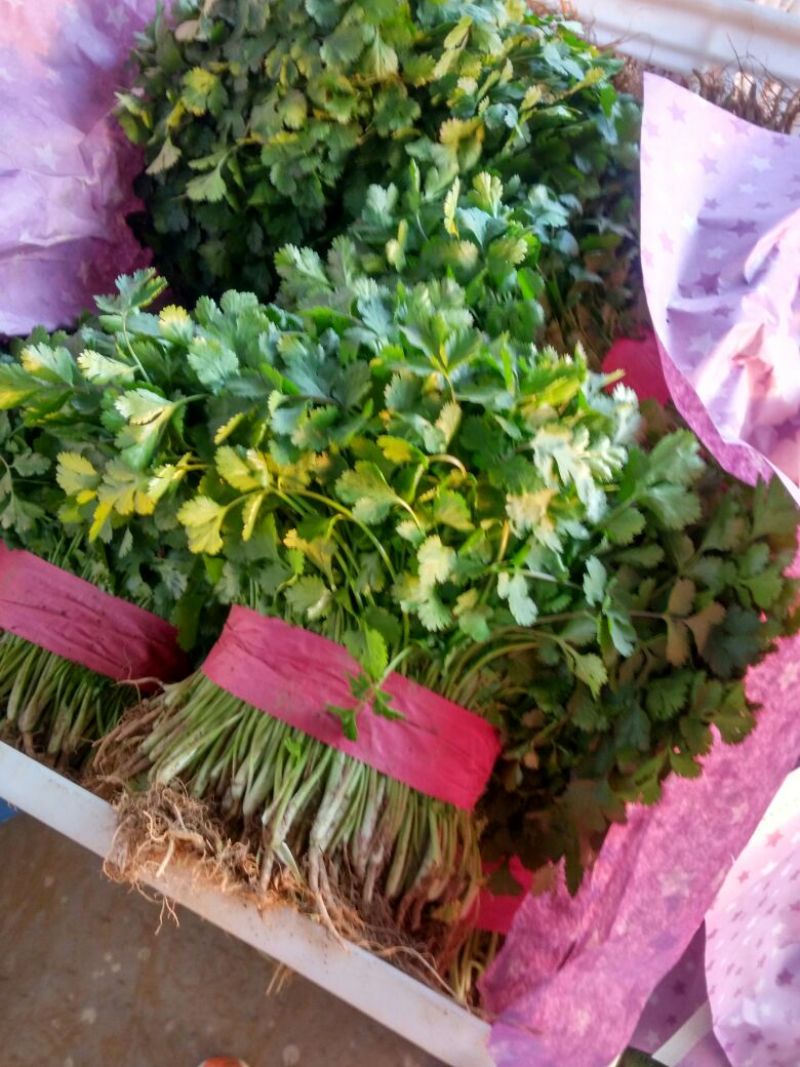 大叶香菜20~25厘米以上，一年四季蔬菜