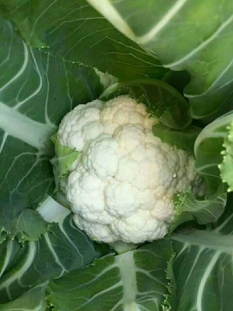 菜花1斤紧密乳白精品，物美价廉，欢迎选购