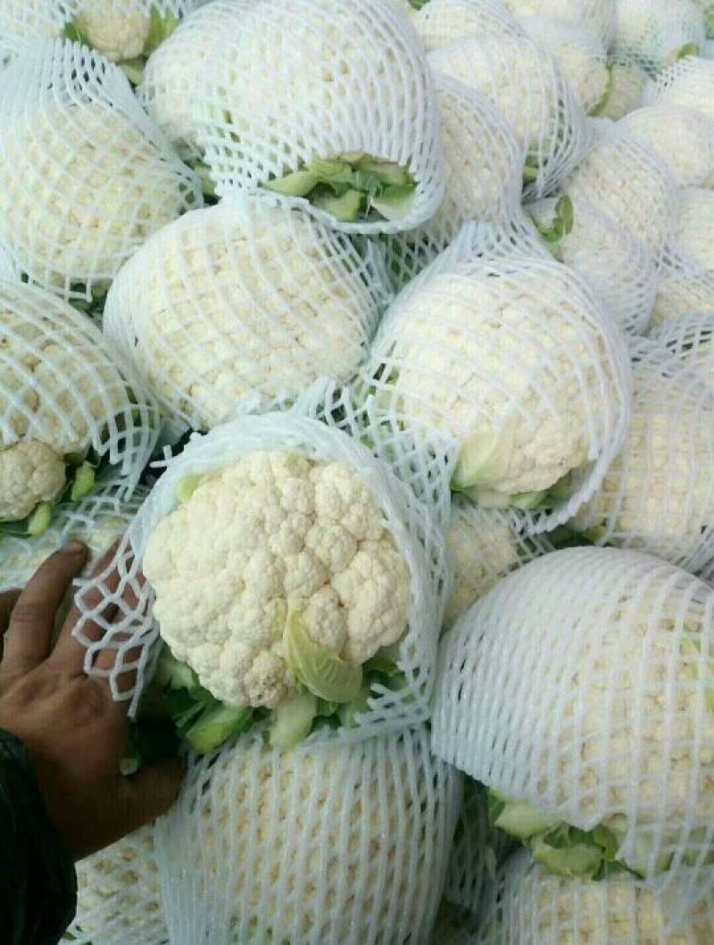 菜花1斤紧密乳白精品，物美价廉，欢迎选购