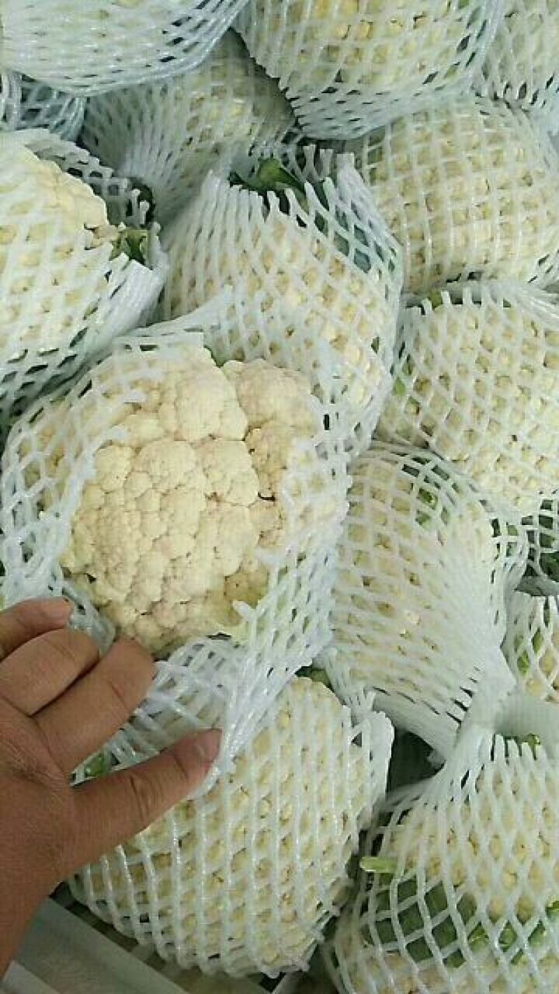 菜花1斤紧密乳白精品，物美价廉，欢迎选购