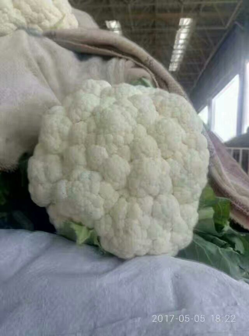 菜花1斤紧密乳白精品，物美价廉，欢迎选购