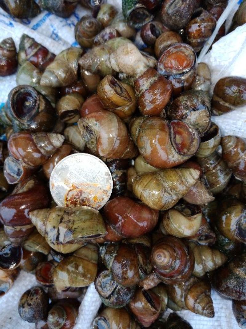 螺蛳食用鲜活