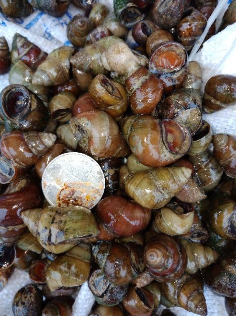 螺蛳食用鲜活