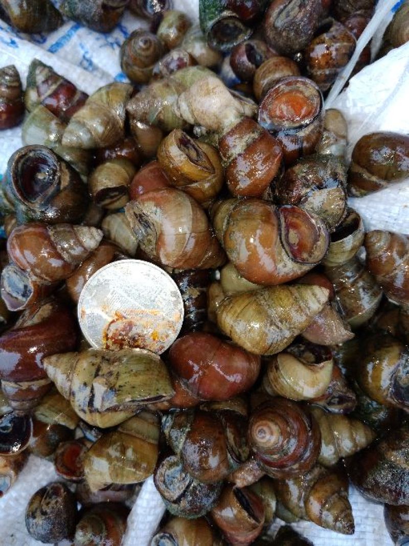 螺蛳食用鲜活