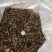 螺蛳食用鲜活