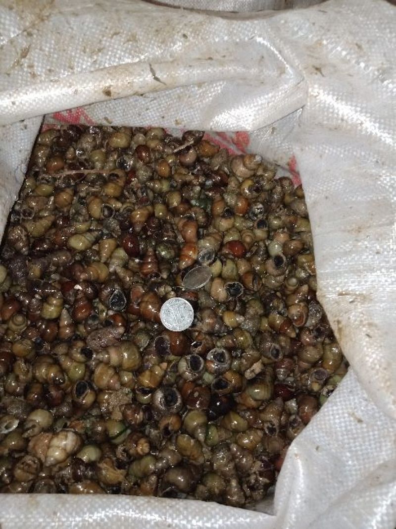 螺蛳食用鲜活