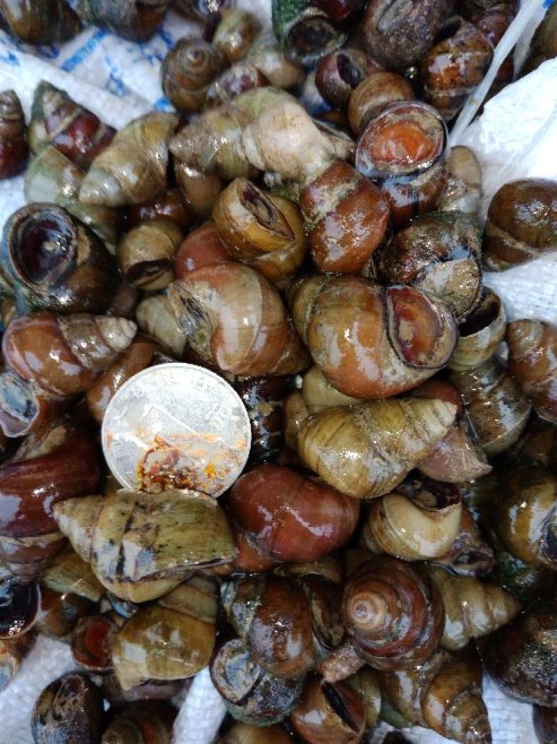 螺蛳食用鲜活