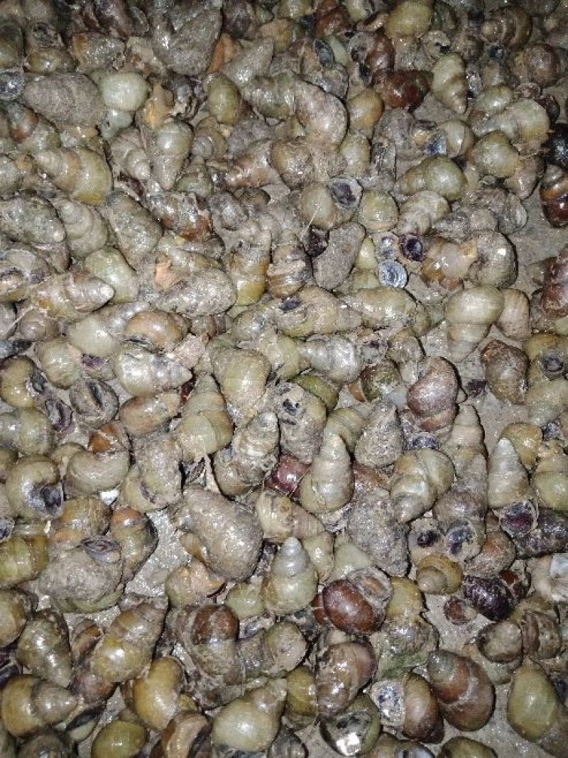 螺蛳食用鲜活