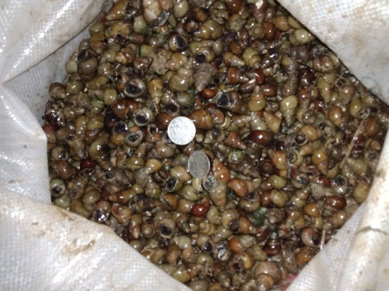 螺蛳食用鲜活