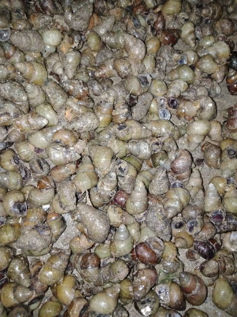 螺蛳食用鲜活