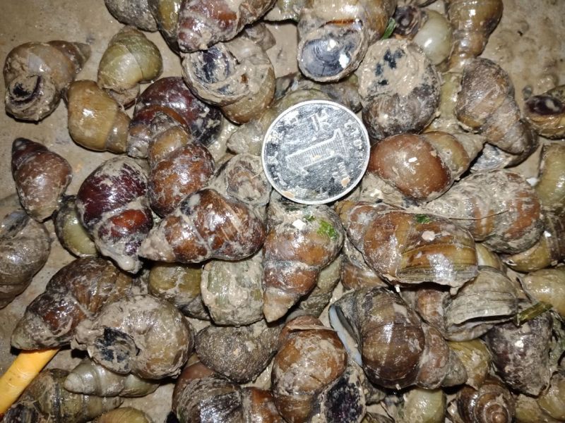 螺蛳食用鲜活