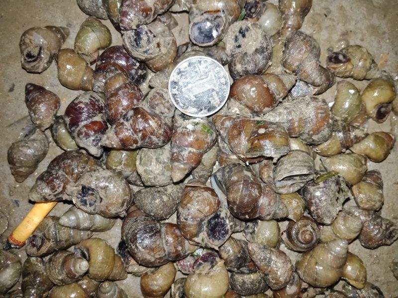 螺蛳食用鲜活