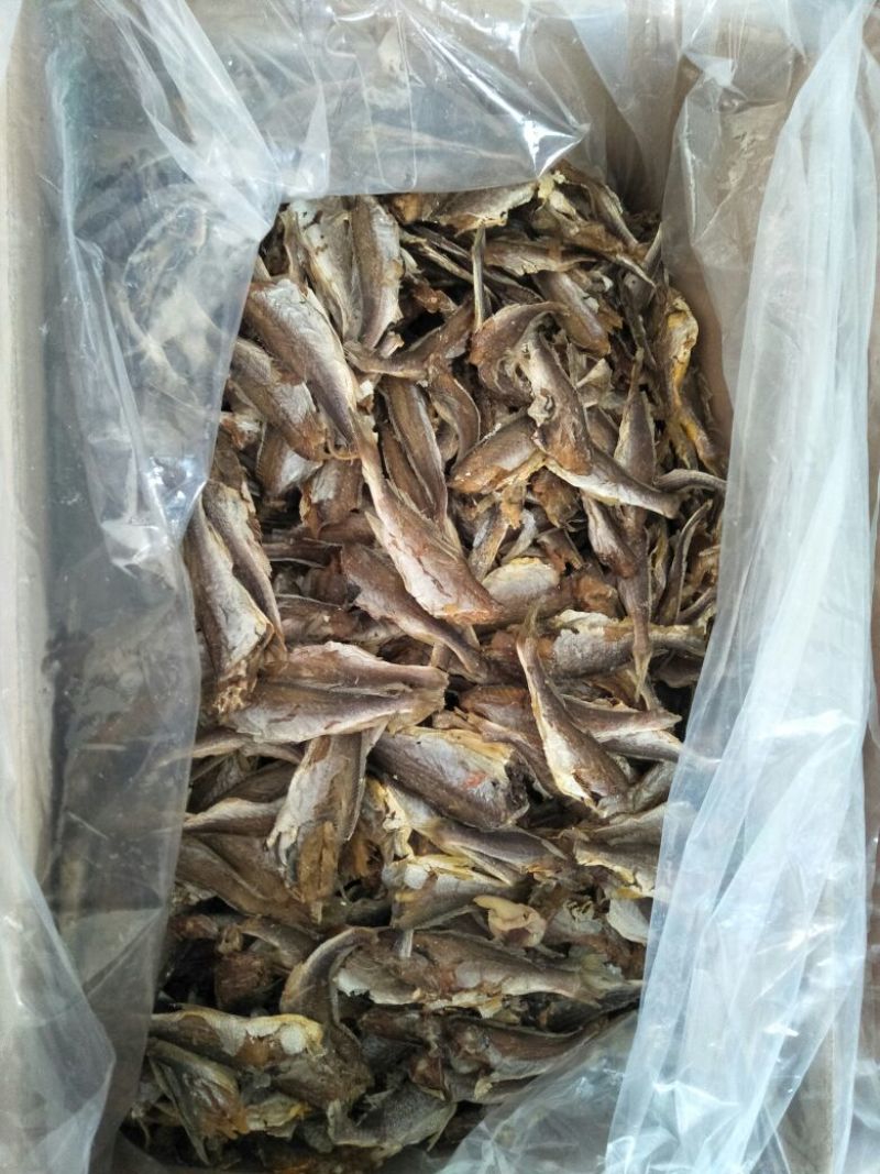 黄花鱼