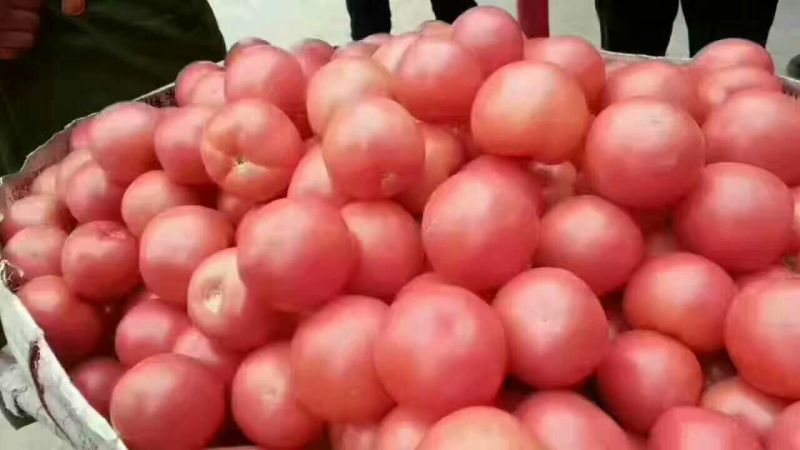 硬粉西红柿弧二以上硬粉精品一年四季
