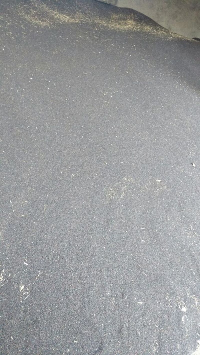 油菜籽1级