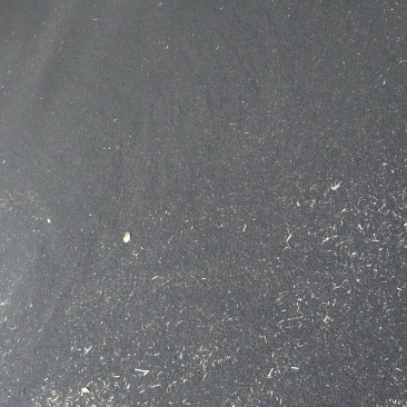 油菜籽1级