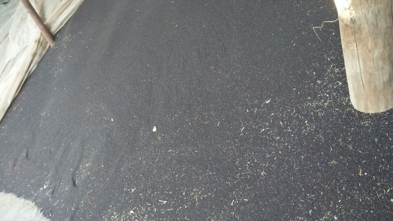 油菜籽1级