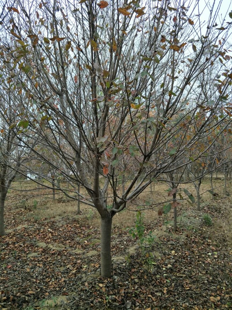 早樱樱花10~12cm