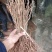 猕猴桃苗0.3~0.5cm30cm包技术产量高