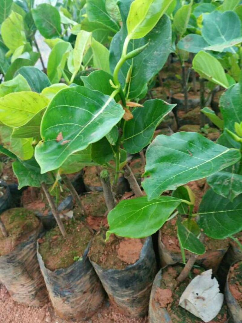 菠萝蜜苗树菠萝苗