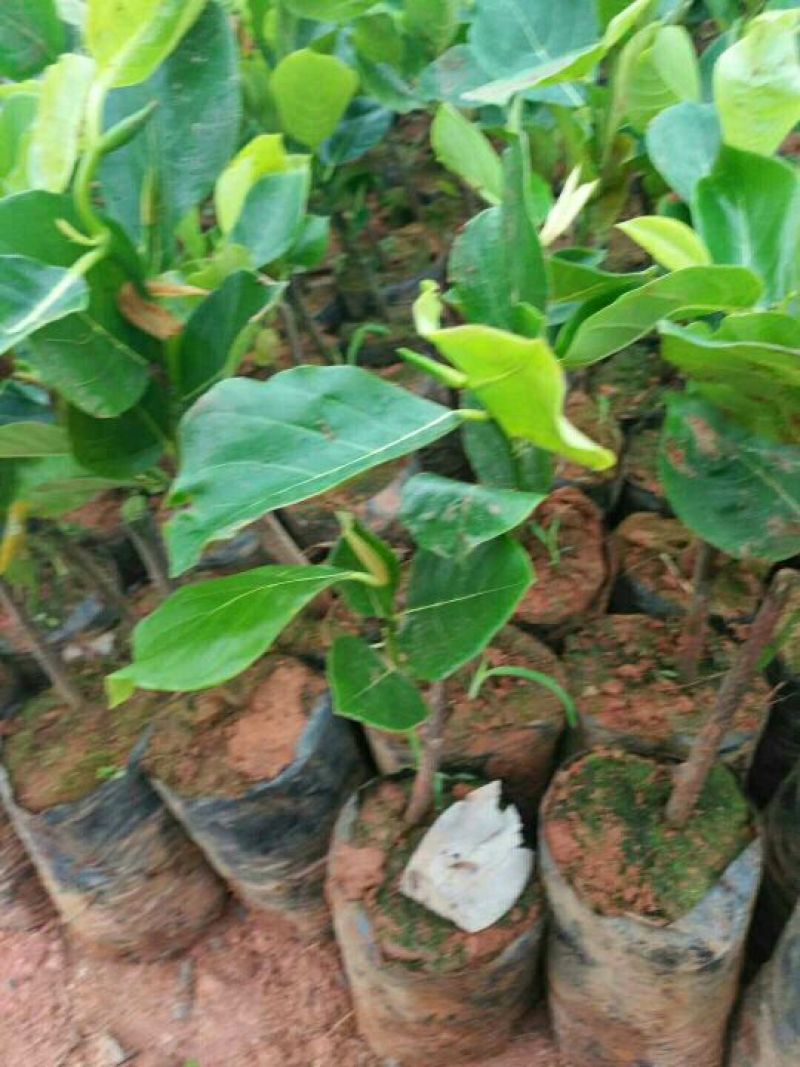 菠萝蜜苗树菠萝苗